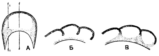 Рис. 155. А-В. Сем. Endothyridae. Дополнительные отложения в боковых частях камер, схемы: А - продольное сечение оборота; Б - поперечное сечение оборота по линии f-f; В - поперечное сечение оборота по линии f1-f1