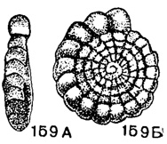 Рис. 159. А-Б. Сем. Endothyridae. Loeblichia translucens Dain; A - вид с периферии; Б - вид сбоку, Х 72, карбон, визе, Донбасс (колл. Л. Г. Даин)