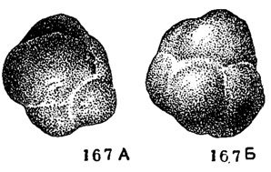 Рис. 167. А-Б. Сем. Endothyridae. Cherny shinella glomiformis (Lipina); A - вид со стороны устья; Б - вид сбоку, X 72, карбон, турнейский ярус, Донбасс (колл. Л. Г. Даин)