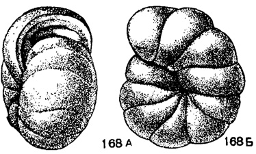 Рис. 168. А-Б. Сем. Endothyridae. Globoendothyra pseudoglobulus Reitlinger; A - вид со стороны устья; В - вид сбоку, X 22, карбон, визе, Тульская обл. (Мёллер, 1878)