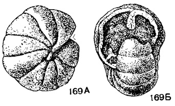Рис. 169 А-Б. Сем. Endothyridae. Endothyranopsis crassus (Brady); A - вид сбоку; Б - вид со стороны устья. X 30, карбон, визе, Англия (Brady, 1876)