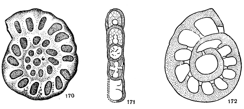 Рис. 170-172. Сем. Endothyridae; Rhenothyra refrathensis Beckmann; 170 - типичный представитель; 171 - сагиттальное сечение; 172 - поперечное сечение (Beckmann, 1950)