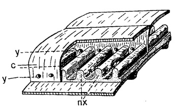 Рис. 209. Схема внутреннего строения Misellina: с - септа, пх - парахоматы, у - устье (Sigal, 1952)