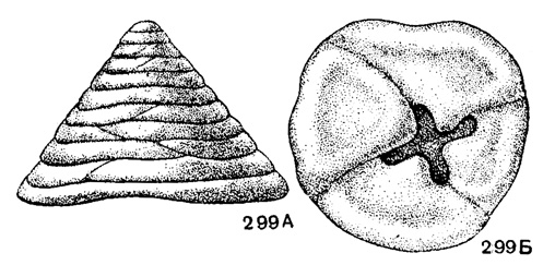 Рис. 299 А-Б. Сем. Tetrataxidae Tetrataxis conica Ehrenberg; внешний вид: А - сбоку, Б - с устьевого конца, х 30. карбон, визе. Тульская обл. (Мёллер, 1880)