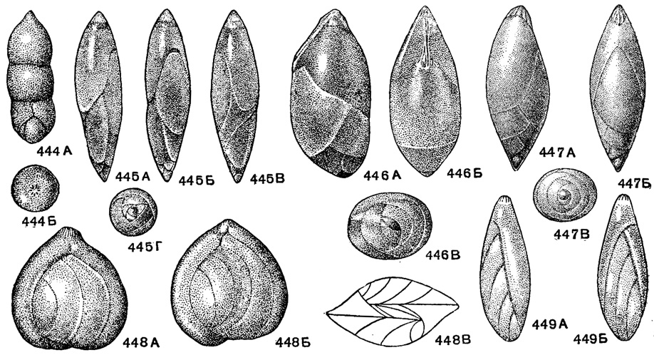 Рис. 444-449. Сем. Polymorphinidae (подсем. Polymorphininae). 444 А-Б. Dimorphina tuberosa Orbigny; внешний вил: А - сбоку, Б - со стороны устья, современный. Средиземное море (Orbigny, 1826). 445 А-Г. Pyrulina cylindroides (Roemer); внешний вид; А-В - с боковых сторон, Г - с основания, X 36, олигоцен, З. Сибирь (колл. А. К. Богдановича). 446 А-В. Mariella sibirica Dain; внешний вид: А - сбоку, Б - со стороны желобка, соединяющего устья, В - с основания, X 48, Маастрихт. З. Сибирь (Дайн, 1958). 447 А-В. Pyrulinoides kalininl Dain; внешний вид; А-Б - с боков, В - с основания, X 72, н. сенон, ст. Шумиха Челябинской обл. (колл. Л. Г. Дайн) 448 А-В. Sigmoidella elegantissima (Parker et Jones); А, Б - внешний вид с противоположных сторон, В - схема расположения камер (с основания), X 25, современный, у Филиппинских о-вов (Parker and Jones, 1870). 449 А-В. Sigmomorphina sawanensib (Cushman el Ozawa); вид с двух противоположных сторон, X 36, в. плиоцен, Сахалин (колл. Н. А. Волошиновой)