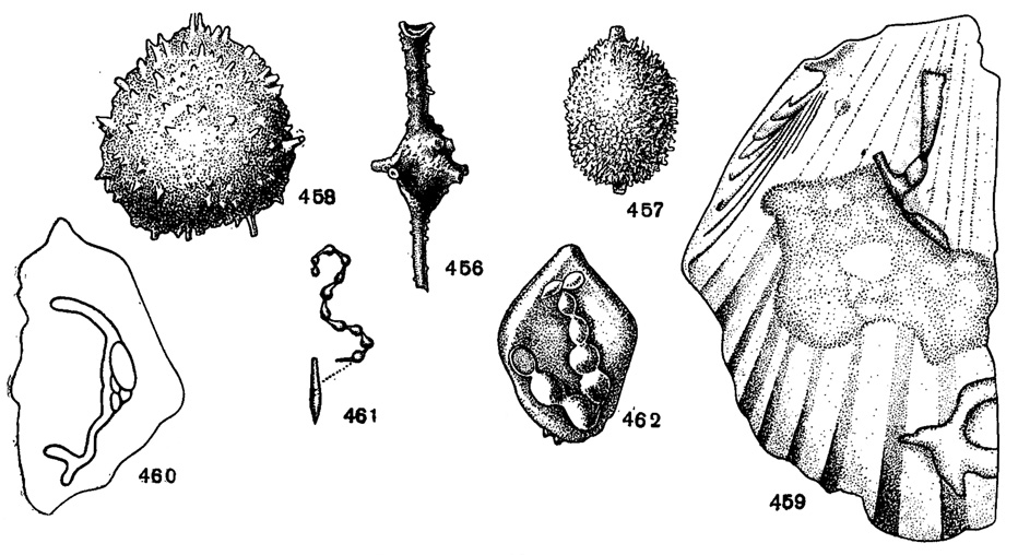 Рис. 456-462. Сем. Polymorphinidae (подсем. Ramulininae). 456. Ramulina globulifera (Н. В. Brady); внешний вид, X 35, палеоген, С. Кавказ (колл. Н. Н. Субботиной). 457. Ramulina nodosarloides Dain; внешний вид, X 72, и. волжский ярус, Поволжье (Дайн, 1958). 458. Ramulb nella tuberculala (Orbigny); внешний вид, X 72, миоцен, УССР (колл. А. К. Богдановича). 459. Hisiopomphus cervicornis (Chapman); внешний вид, X 15, н. мел, формация уолнат, С. Америка (Chapman, 1892). 460. Histopomphus redriverensis (Tappan); внешний вид, X 15, н. мел, Оклахома (Tappan, 1943). 461. Bullopora rosirata Quenstedt; внешний вид, рядом показан в уменьшенном виде ростр белемнита с местом прикрепления буллопоры, ср. юра, ааленский ярус, Германия (Quenstedt, 1858). 462. Bullopora laevis (Solias); внешний вид, X 2, мел, С. Америка, Нью-Джерси (Bagg, 1898)
