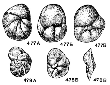 . 477-478. . Discorbidae (. Baggininae). 477 -. Baggina californica Cushman;  :  -   ,  -   ,  -   , X 28, ,  (Cushman, 1926). 478 -. Cancris turkmenensis N. Bykova;  :  -   ,  -   ,  -   , X 80. . , .  (, 1953)