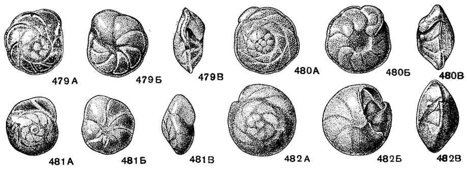 . 479-482. . Discorbidae (. Eponidmae). 479 -. Eponides sibirictis Neckaja;  :  -   ,  -   ,  -   , X 72, . , . ,  - (. . . ). 480 -. Nuttallides trumpyl (Nuttall);  :  -   ,  -   ,  -   , X 72, . , . , .  (. . . ). 481-482 Buccella depressa Andersen; 481 -,  :  -   ,  -   ,  -   , 482 -,       :  -   ,  -   ,  -   , X 72, , ,  (. . . )