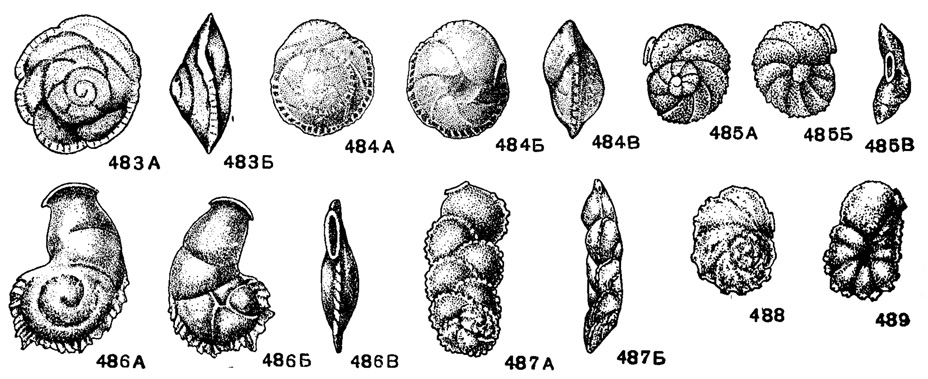 Рис. 483-489: Сем. Siphoninidae (подсем. Siphonininae). 483 А-Б. Pulsiphonina prima (Plummer); внешний вид: А - со спинной стороны, Б - с периферического края, X 73, датский ярус, Саратовская обл., Озинки (по В. Г. Морозовой, Мятлюк, 1953). 484 А-В. Pulsiphonina elegans Brotzen; внешний вид: А - со спинной стороны, Б - с брюшной стороны, В - с периферического края, X 72, палеоцен (эльбурганский горизонт), сев.-зап. Кавказ, р. Кубань (колл. Н. Н. Субботиной). 485 А-В. Siphonlna praelata N. Bykova; внешний вид: А - со спинной стороны, Б с брюшной стороны, В - с периферического края, Х 85, ср. эоцен (нижнеферганский подотдел), В. Туркмения (по Н. К. Быковой, Мятлюк, 1953). 486 А-В. Siphoninella claibornensis Cushman et Howe; внешний вид: А - со спинной стороны, Б - с брюшной стороны, В - с периферического края, X 65, эоцен, Луизиана (по Cushman and Howe из Cushman, 1933). 487-489. Siphonides biserlalls Feray; 487 А-Б. внешний вид взрослой особи: А - со спинной стороны, Б - с периферического края; 488-489, внешний вид молодых особей в стадии 'Slphonina'; 488 - со спинной стороны, 489 - с брюшной стороны, X 138, ср. эоцен, Техас, р. Колорадо (Feray, 1941)