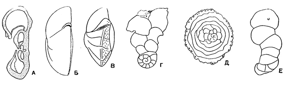 Рис. 558. Характер навивания спирали и форма раковины у представителей сем. Anomalinidae. A - спирально-коническое строение на ранней стадии и скрыто-трохоидное во взрослой стадии; Б, В - свободно живущие формы: Б - уплощенно-выпуклая раковина, В - равнодвояковыпуклая раковина; Г, Е - прикрепленные формы: Г - раковина с последними камерами, расположенными в два ряда, Д - раковина с полукольцевыми последними камерами дисковидная, Б - раковина с неправильно однорядным расположением последних камер