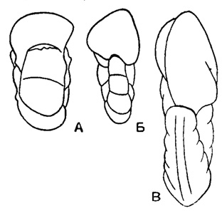 Рис. 562. Характер периферического края у родов подсемейства Anomalininae. А - широко-округлый; Б - закругленный; расширяющийся к концу оборота; В - узкий, заостряющийся