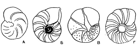 Рис. 563. Характер пупочной области для раковин рода Anomalina. А - пупок узкий, открытый (подрод Anomalina); Б - пупок широкий, окружен тонкой каймой (подрод Gavetinetta); В - пупок узкий, закрыт широкими пластинками, заходящими в септальные швы (подрод Pseudovalvulineria); Г - пупок закрыт обособленной стекловатой шишкой (подрод Bro'zenella)