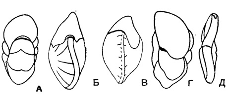 Рис. 574. Периферический край и форма септальной поверхности у рода Cibicides. А - край широкий, округлый, септальная поверхность вздутая, округлая (подрод Anomalinoides); Б, В - край широкий, заостренный, септальная поверхность треугольная, стрельчатая (подроды Cibicidoides и Gemellides); Г - край уплощенно-выпуклый, узкий, септальная поверхность овально-треугольная (подрод Cibicides); D - край узкий, уплощенный, септальная поверхность узкая, плоская (подрод Planulina)