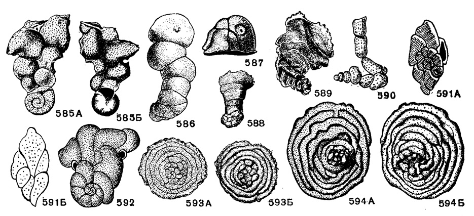 Рис. 585-594. Сем. Anomalinidae. 585 А-Б. Dyocibicides biserialis Cushman et Valentine; внешний вид; A - со стороны прикрепления (спинной), Б - со свободной (брюшной) стороны, X 30, современный, Калифорния (Cushman et Valentine, 1930). 586-587. Vagocibicides maoria Finlay; внешний вид: 586 - взрослый экземпляр со свободной (брюшной) стороны, 587 - молодой экземпляр с периферического края со стороны устья, X 20, третичный, Новая Зеландия (Finlay, 1939). 588-589. Rectociblcides miocenicus Cushman et Ponton; внешний вид: 588 - типичный экземпляр, 589 - экземпляр с трубковидными устьями, X 16, н. миоцен, Флорида (Cushman and Ponton, 1932). 590-592 Cibicidella variabilis (Orbigny); 590 - внешний вид, современный, Канарские о-ва (Orbigny, 1839); 591 А-Б, внешний вид: А - со стороны прикрепления (спинной), Б - со свободной (брюшной) стороны, современный (Soldani, 1789); 592 - внешний вид, современный (Cushman, 1927); 593 А-Б. Annulocibicides projectens Cushman et Ponton; внешний вид: A - со стороны прикрепления (спинной), в - со свободной (брюшной) стороны, X 25, н. миоцен, Флорида (Cushman and Ponton, 1932). 594 А-Б. Cyclocibicides vermiculatus (Orbigny); внешний вид: A - со стороны прикрепления (спинной), Б - со свободной (брюшной) стороны, X 30, современный, Средиземное море (Brady, 1884)