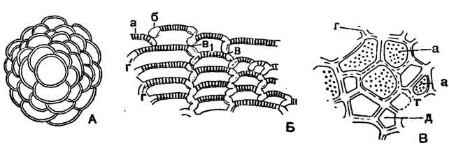 Рис. 625. А-В Gypsina globulosa Reuss: А - нарастание камер начальной части; Б - пористая (а) и не пористая (б) части стенки и соединение смежных камер; без просвета (в) и с просветом (в1), внутренний слой в стенке камер (г); В - поперечный шлиф через нижнюю часть камер; многоугольная форма камер (д), пористость (а) и многослойность (г) их стенки (Uhlig, 1886)