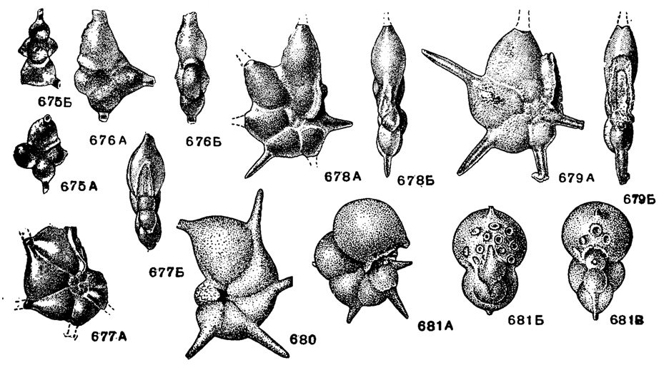 . 675-681. . Hantkeninidae. 675 -. Schackoina blcornis Reichel;  :  - ,  -   ,  72. , . , . .  (. . . ). 676 -. Schackoina cenomana Schacko;  :  - ,  -   ,  102, , . , . .  (. . , ). 677 -. Hantkenina (Hantkenina) alabamensis Cushman;  :  - ,  -   , X 47, . , . ,  - (. . . ). 678 -. Hantkenina (Aragonella) mexicana Cushman;  :  - ,  -   ,  33, .  ( ), . ,   (. . . ). 679 -. Hantkenina (Applinella) llebusi Schokhina;  :  - ,  -   , X 47, .  ( ), . , .  (. . . ). 680. Hantkenina (Hantkeninella) prlmltiva Cushman et Jarvis;  , X 75, . ,  (Cushman et Jarvis, 1929). 681 -. Cribrohantkenina bermudezi Thalmann;  :  - , ,  -   ,  72, , -  (Thalmann, 1942)