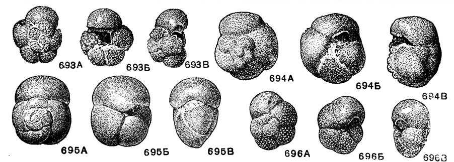 Рис. 693-696. Сем. Globorotaliidae (подсем. Rugoglobigerininae). 693 А-В. Rugoglobigerina ordinaria (Subbotina); внешний вид: А - со спинной стороны, Б - с брюшной стороны, В - с периферического края, Х 47, турон, Ср. Поволжье, Шиловка (Субботина, 1953). 694 А-В. Acarinina acarinala Subbotina; внешний вид: А - со спинной стороны, Б - с брюшной стороны, В - с периферического края, X 72, палеоцен - н. эоцен, С. Кавказ р. Хнеу (Субботина, 1953). 695 А-В. Turborotalia centralis (Cushman et Bermudez); внешний вид: A - со спинной стороны, Б - с брюшной стороны, В - с периферического края, X 47, в. эоцен, п-ов Мангышлак, С. Ак-Тау (Субботина, 1953). 696 А-В. Turborotalia punctulata (Orbigny); внешний вид: А - со спинной стороны, Б - с брюшной стороны, В - с периферического края, Х 72, современный, Адриатическое море, Албания, Дуррес (колл. Н. Н. Субботиной)