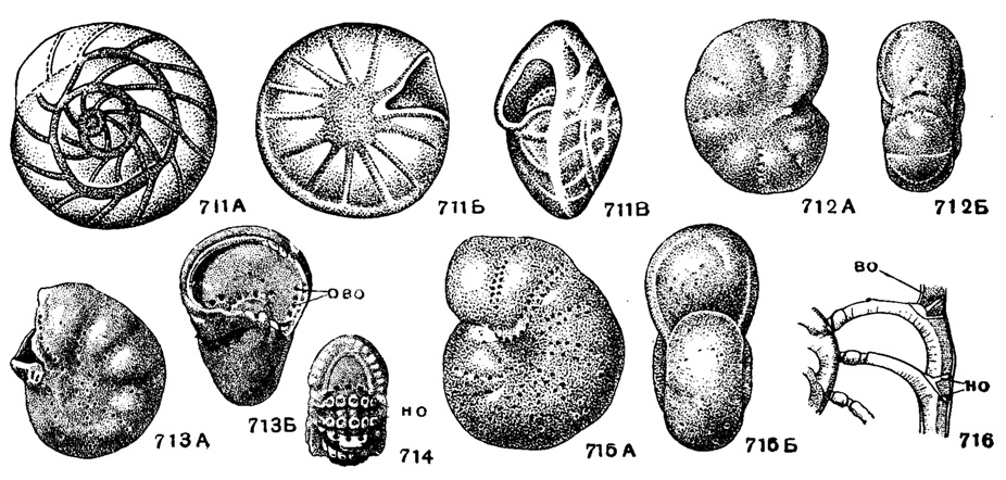 Рис. 711-716. Сем. Elphidiidae (подсем. Cribroelphidiinae). 711 А-В. Porosorotalia clarki (Voloshinova); внешний вид: A - со спинной стороны, Б - с брюшной стороны, В - с периферического края, Х 30, миоцен, Сахалин (Волошинова, 1952). 712 А-Б. Cribroelphidium vulgare (Voloshinova); внешний вид: А - сбоку, Б - с периферического края, Х 50, миоцен, Сахалин (Волошинова, 1952). 713 А-Б. Cribroelphidium subglobosum (Voloshinova); внешний вид экземпляра с поломанной последней камерой: А - сбоку, Б - с периферического края, ово - отверстия внутренних отростков меридиональных каналов, X 50, миоцен, Сахалин (Волошинова, 1956). 714. Cribroelphidium sp.; строение наружных отростков меридиональных каналов: но - наружные отростки мерид. каналов, Х 50, миоцен, Сахалин (Волошинова, 1956). 715-716. Elphidiella arctica (Parker et Jones); 715 А-Б, внешний вид: А - сбоку, Б - с периферического края, х 35; 716 - строение отростков меридиональных каналов: во - внутренние отростки мерид. каналов, но - наружные отростки мерид. каналов, X 100, современный, Карское море (Волошинова, 1956)