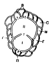 Рис. 717. Схематическое строение эмбриона и периэмбриональных камер: I - протоконх; II - дейтероконх; стрелки показывают столоны, соединяющие камеры эмбриона с главными вспомогательными камерами (г), побочными (адоксилярными) вспомогательными камерами (б) и акцессорной (протоконхальной) камерой (n); остальные камеры - межвспомогательные: с - симметричная межвспомогательная камера, м - асимметричная межвспомогательная камера (Bronnimann, 1940)