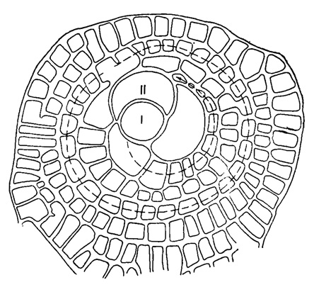 Рис. 719. Cycloclypeus gumbelianus Brady. I-II - начальные камеры (эмбрион); камеры, отмеченные стрелкой - гетеростегиноидные; большая камера, расположенная между последними и эмбрионом - оперкулиноидная; периферические камеры расположены циклично (Renz und Kupper, 1946)