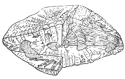 Рис. 724. Схематическая блокдиаграмма Siderolites (S. heracleae Arni) (Sigal, 1952)