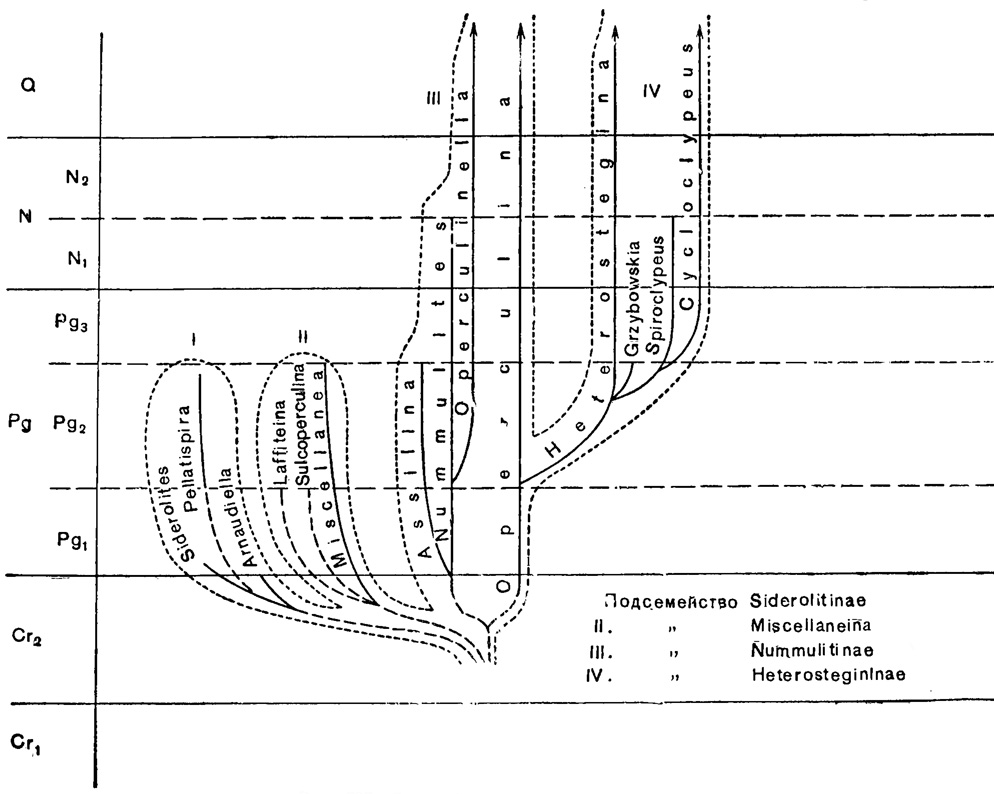 Рис. 727. Схема филогении сем. Nummulitidae