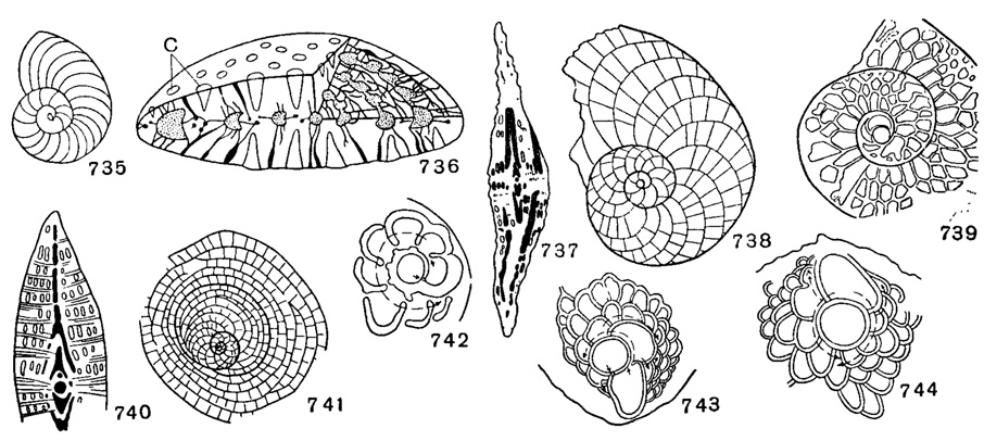 Рис. 735-744. Nummulitidae и Miogypsinidae: 735. Operculina complanata Defrance; x 7, миоцен, З. Европа (Glaessner, 1948). 736. Pellatispira; реконструкция, с - столбики (Sigal, 1952). 737. Arnaudiella grossouvrei H. Douville; (Sigal, 1952). 738. Heterostegina complanata sculpiurata Papp et Kupper; X 17, Ангола (Papp, 1956). 739. Grzibowskia multifida Bieda; X 18, Карпаты (Bieda, 1950). 740. Spiroclypeus; схема (Sigal, 1952). 741. Cycloclypeus posteidae Tan Sin Hok; форма В, X 19 (Sigal, 1952). 742. Miogypsina borneensis Tan Sin Hok; с односпиральным непионтом (Glaessner, 1948). 743. M. bifida Tan Sin Hok; с четырехспиральным непионтом (Glaessner, 1948). 744. M. indonesiensis Tan Sin Hok; с четырехспиральным непионтом (Glaessner, 1948)