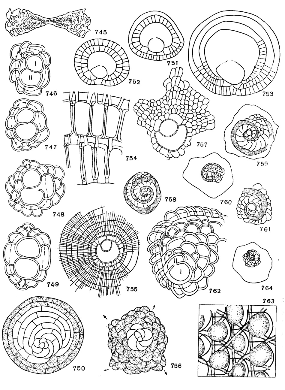 Рис. 745-764. Сем. Orbitoididae, Discocyclinidae, Lepidocyclinidae: 745. Omphalocyclus macroporus (Lamarck); вертикальный разрез, X 8, Маастрихт, Франция (Cushman, 1948). 746. Orbitocyclinoides scheticki BrOnnimann; с трехспиральным непионтом, X 90, верхний мел, Иран (Bronnimann, 1944). 747. Оrbitocyclinoides schenckl Bronnimann; с асимметричным четырехспиральным непионтом, Х 90, верхний мел, Иран (Bronnimann, 1944). 748. Orbitocyclinoides schencki Bronnimann, с асимметричным четырехспиральным непионтом, Х 90, верхний мел, Иран (BrGnnimann, 1944). 749. Orbltocyclinoides schencki Bronnimann; с симметричным четырехспиральиым непионтом, Х 90, верхний мел, Иран (Bronnimann, 1944). 750. Discocyclina раругасеа (Boube); форма В, в центре - начальная камера, незаштрихованные камеры - непионические, камеры с точками - неанические (Bronnimann, 1946). 751-752. Discocyclina angusiae van der Weijden; расположение периэмбриональных камер (Renz u. Kupper, 1946). 753. Discocyclina aff. varians (Kaufmann) (Renz u. Kupper, 1946). 754. Discocyclina striati-emanuelis Br6nnimann; разрез экваториальных камер по плоскости симметрии, в стенках камер видны 'темные линии' и столоны, х 300 (приблизительно); эоцен, Крессенберг. 755. Aciinocyclina radians (Archiac); Х 40, эоцен, Верона (Bronnimann, 1946). 756. Asterocyclina stellaris ((Brunner); форма В, четырехлучевой экземпляр в центре - начальная камера; незаштрихованные камеры - непионические; камеры с точечками - неанические (Brflnnimann, 1946). 757. Asterocyclina stellaris (Brunner); форма A; X 40, В. эоцен Марокко (BrOnnimann, 1946). 758. Helicostegina gyralis Barker et Grimsdale; схематическое строение спиральных камер (Bronnimann, 1944). 759. Helicostegina dimorpha Barker et Grimsdale; схематическое строение спиральных камер (BrOnnimann, 1944). 760 Helicolepidina paucispira Barker et Grimsdale; схематическое строение спиральных камер (Bronnimann, 1944). 761. Helicolepidina polygyralis Barker; схематическое строение спиральных камер (Bronnimann, 1944). 762. Helicolepidina spiralis Tobler; двухспиральный непионт с главной спиралью, начиная с центра, Х 80, Венесуэла (Bronnimann, 1944). 763. Lepidocyclina (Eulepidina) favosa Cushman; жирные линии - очертания камер (Glaessner, 1948). 764. Eulinderina guyabalensis Barker et Grimsdale; схематическое строение спиральных камер (Bronnimann, 1944)
