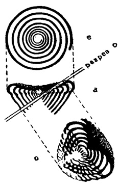 Рис. 879. Схематическое изображение различных сечений Lasiodiscus: а - продольное, е - поперечное, и о - сечение по разрезу 'о' (Reichel, 1945)