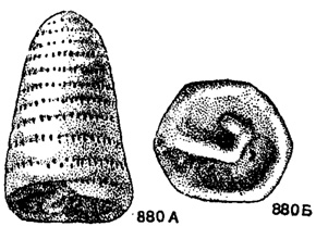Рис. 880. А-Б. Howchinia bradyana (Howchin); внешний вид: А - сбоку, Б - со стороны устья, X 55, карбон (визейский ярус), Англия (Howchin, 1888)