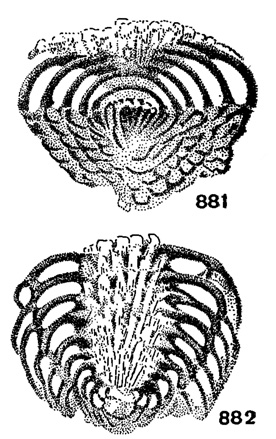 Рис. 881-882. Сем. Lasiodiscidae: 881. Lasiodiscus granifer Reichel; скошенное продольное сечение, проходящее близко от начальной камеры, X 100, в. пермь, о. Кипр (Reichel, 1945). 882. Lasiotrochus tatoiensis Reichel; продольное сечение, X 65 в. пермь, Греция (Reichel, 1946)