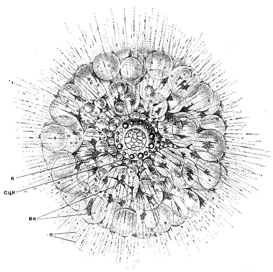 . 1. Thalassophysapelagica (Haeckel) (Spurnellaria, Thalassosphaeridae);     , X 35 (Haeckel, 1862):  - ;  -   ;  -  ;  - 