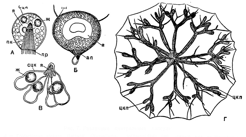 Рис. 7. Различные центральные капсулы: А - Tridyctiopus elegans Hertwig (Nassellarla, Cyrtoldae); простая капсула, X 500 (Hertwig, 1879). Б - Tuscaridium cygneum (Murrey) (Phaeodaria, Tuscarondae); X 50; В - Theopilium cranoides Haecke) Nassellarla, Cyrtoidae); X 500, четырехраздельная капсула, (Hertwig, 1879). Г - Cytocladus tricladus Haecker (Spumellaria, Thalassothamnldae); современный вид на Индийского океана; разветвленная капсула, X 15 (Haecker, 1908): сцк - стенка центральной капсулы; я - ядро; пк - подоконус; пр - поры; ж - капли жира; пп - парапиль; ап - астропиль; цкп - разветвления центральной капсулы