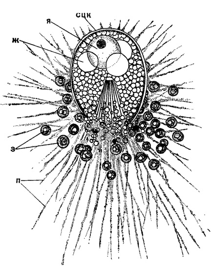 Рис. 8. Cistidium princeps Haeckel (Nasseltaria, Nassellidae); живой экземпляр из Индийского океана. X 350 (Haeckel, 1887): сцк - стенка центральной капсулы; я - ядро; ж - капли жира; з - зооксаителлы; п - псевдоподии