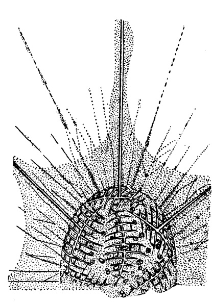 Рис. 23. Hallommatidium mulleri Haeckel (Pseudolithidae); живой экземпляр из Средиземного моря; решетчатые апофизы, не образовавшие еще сплошного шара, х 230 (Schewiakoff, 1926)