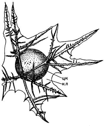 Рис. 27. Thalassothamnus pinetum Popofsky (Spumellaria, Thalassothamnidae); современный вид из вод Антарктики, X 15 (Popofsky, 1908): цк - центральная капсула; кл - калимма