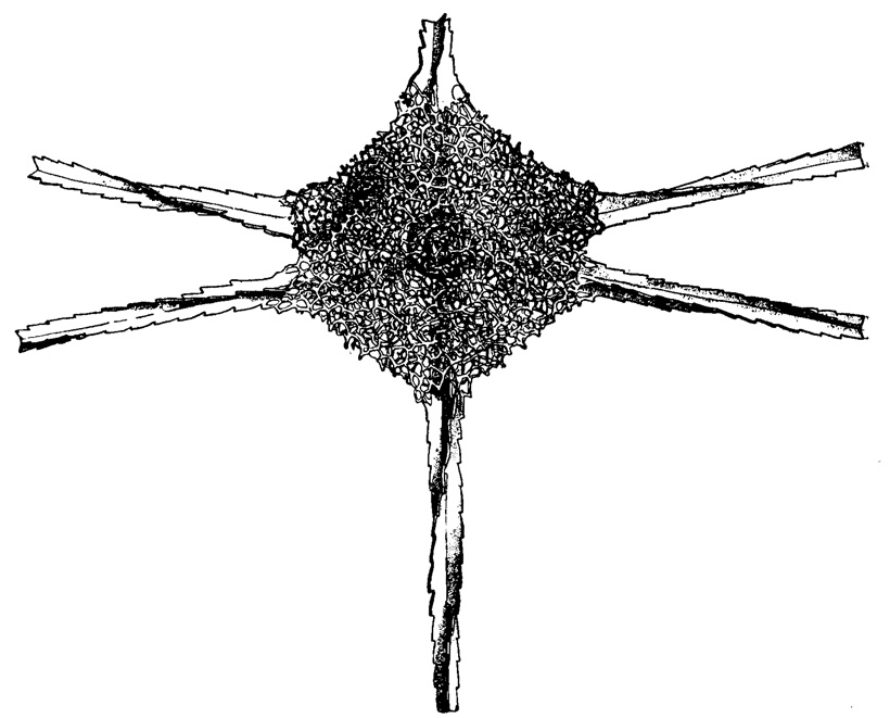 Рис. 28. Hexadoridium streptacanthum Haeckel (Spumellaria, Cubosphaeridae); современный вид из тропической части Тихого океана, х 270 (Haeckel, 1887)