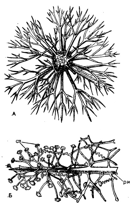 Рис. 29. А - Cladococcus scoparius Haecкel (Spumellaria, Astrosphaeridae); современный вид из тропической части Тихого океана; разветвленные на концах радиальные иглы, Х 200. Б - Octodendron spaihillatum Haeckel (Spumellaria Astrosphaeridae); современный вид из тропической части Тихого океана; радиальные иглы с боковыми ответвлениями и спатиллами, х 550 (Haeckel, 1887): ри - ребристая игла; ст - спатиллы