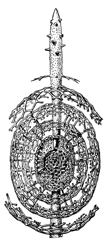 Рис. 30. Cromyatractus ceparius Haeckel (Spumellaria, Druppulidae); современный вид из тропической части Тихого океана; стенки концентрических эллипсоидов вскрыты х 125. (Haeckel, 1887)