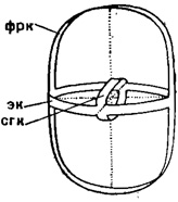 Рис. 32. Схема строения скелета Larcoidea (Spumellaria) (Schroder): фрк - фронтальное кольцо; эк - экваториальное кольцо; сек - сагиттальное кольцо