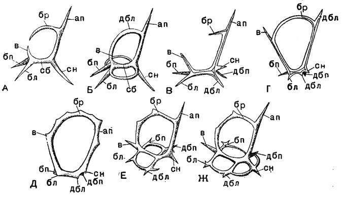 Рис. 35. Схематическое изображение игл скелета насселлярий (Plectellariа): А - тип рода Cortina; Б - Cotriniscus; В - Plagiocarpa; Г - Archicircus; Д - Zygocircus; Е - Semantis; Ж - Semantrum (Popofsky, 1913); отростки: ап - апикальный, сн - спинной, бл - боковой левый, бп - боковой правый; сб - срединная балка, в - вертикальный, дбл - добавочный боковой левый, дбп - добавочный боковой правый, бр - брюшной