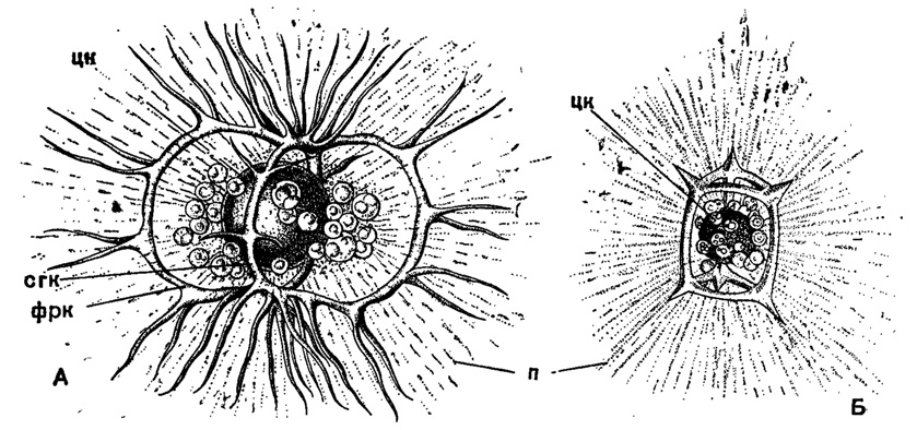Рис. 37. А - Zygostephanus mulleri Haeckel (Nassellaria, Stephoidae); живой экземпляр из Средиземного моря, х 350; Б - Prismatium tripleurum Haeckel (Nassellaria, Stephoidae); живой экземпляр из Средиземного моря, X 350 (Haeckel, 1862): цк - центральная капсула, окруженная зооксантеллами; сгк - сагиттальное кольцо; фрк - фронтальное кольцо; п - псевдоподии