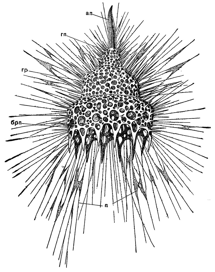 Рис. 38. Oalocyclas monumenium Haeckel (Nassellaria, Cyrtoidae); живой экземпляр из тропической части Тихого океана, X 300 (Haeckel, 1887): ап - апикальный шип; гп - головной отдел панциря; гр - грудной отдел; брп - брюшной отдел; п - псевдоподии