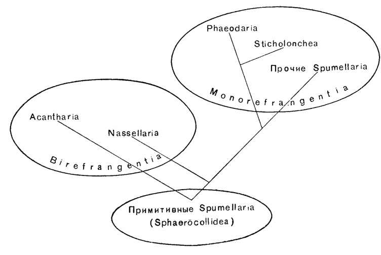 Общая схема филогенетических взаимоотношений между отрядами Radiolaria (по В. А. Догелю, 1950)