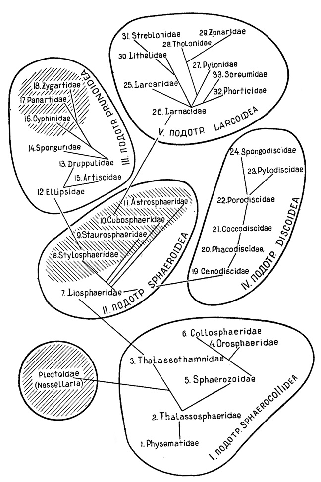 Общая схема филогении Spumellaria (ориг.)