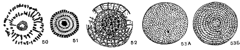 Рис. 50-53. Сем. Liosphaeridae. 50. Rhodosphaera sp. (Chabakov, 1932), сечение скелета через три сферы в шлифе, X 175, в. юра; - н. мел. Камчатка (Хабаков, 1932). 51. Cromyosphaera sp.; сечение скелета через четыре сферы в шлифе, X 165, девон, Барабинск, скв. 1-Р, глуб. 2328,3-2334,35 м (колл. Р. Х. Липман). 52. Cromyosphaera quadruplex Haeckel; X 200, современный, Тихий океан (Haeckel, 1887). 53. Caryosphaera sibirica Lipman; A - внешний вид скелета, Б - внутреннее строение, X 180, в. мел, коньяк, Тюмень скв. 1-Р (колл. Р. Х. Липман)