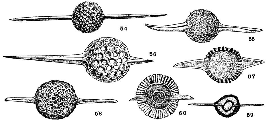 Рис. 54-60. Сем. Stylosphaeridae. 54. Xiphosphaera gaea Haeckel; х 270, современный, Тихий океан (Haeckel, 1887). 55. Xiphosphaera micra Lipman; X 180. в. эоцен, радиоляриевая толща, Тюмень (колл. Р. Х. Липман) 56. Xiphostylus alcedo Haeckel; х 230, современный, Тихий океан (Haeckel, 1887) 57. Xiphostylus sp., меридиональное сечение скелета в шлифе, X 165, девон Барабинск, скв. 1-р, глуб. 253, 7-2360,2 м (колл. Р. Х. Липман). 58. Stylosphaera aff. megaxiphos Clark et Campbell; x 120, эоцен, ю. Мугоджары (колл. Р. Х. Липман). 59. Stylosphaera sp., меридиональное сечение скелета через две концентрические сферы в шлифе, X 165, девон, Барабинск (колл. Р. Х. Липман). 60. Sphaerostylus sp., меридиональное сечение скелета через две концентрические сферы в шлифе, X 165,девон,Барабинск (колл. Р. Х. Липман)