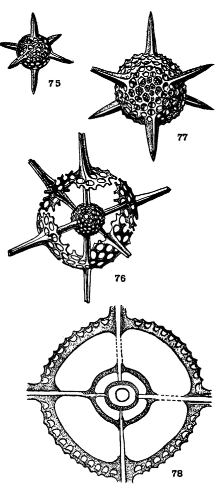Рис. 75-78. Сем. Cubosphaeridae. 75. Hexastylus triaxonius Haeckel; X 240, современный, Тихий океан (Haeckel, 1887). 76. Hexalonche philosophica Haeckel; X 240, современный, Атлантический океан (Haeckel, 1887). 77. Hexaconlium axotrias Haeckel; X 180, современный, Тихий океан (Haeckel, 1887). 78. Hexacromyum sphaericum Lipman; сечение скелета через четыре сферы, две иглы, перпендикулярные плоскости сечения, сошлифованы; X 250, в. эоцен, туркестанский ярус, Туркмения (колл. Р. Х. Липман)