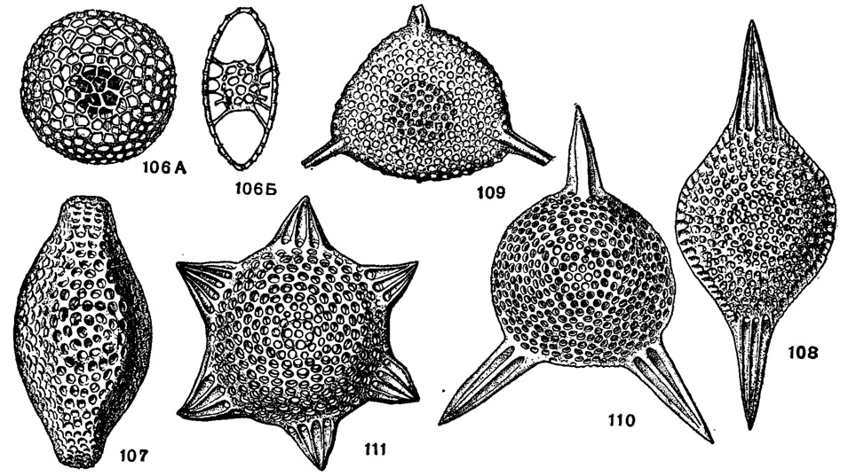 Рис. 106-111. Сем. Phacodiscidae. 106. Sethodiscus lenticula Haeckel; X 180, современный, Тихий океан (Haeckel, 1887): А - внешний вид скелета, Б - вертикальное сечение. 107. Phacodiscus rotula Наeckel; X 240, современный, Тихий океан (Haeckel, 1887). 108. Selhoslylus disiyliscus Haeckel; X 200, современный, Тихий океан (Haeckel, 1887). 109. Triaciiscus triacuminatus Lipman; X 180, сантон, Пензенская обл., Кузнецк (Липман, 1952). 110. Triaciiscus tripyramis Haeckel, X 230, современный, Тихий океан (Haeckel, 1887). 111. Listriacils lirianlha Haeckel; X 175, современный, Тихий океан (Haeckel, 1887)