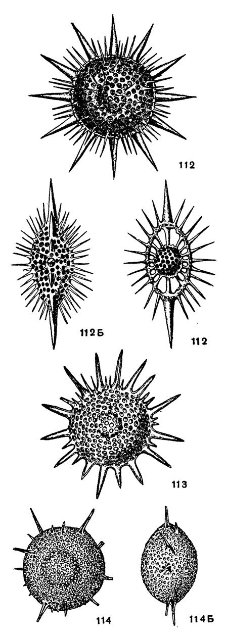 Рис. 112-114. Сем. Phacodiscidae. 112. Heliodiscus phacodiscus Haeckel: A - общий вид, Б - вид сбоку, В - сечение скелета; X 250, современный, Средиземное море (Haeckel, 1862). 113. Heliodiscus asteriscus Haeckel; X 200, современный, Средиземное море (Haeckel, 1887). 114. Heliodiscus lentis Lipman: Б - вид сбоку; X 120, в. эоцен, в. радиоляриевая толща, Западно-Сибирская низменность, Лучинкино (колл. Р. X. Липман)